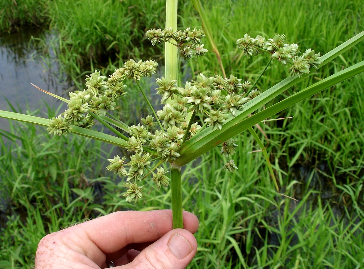 Emergent Aquatic Plants Outdoor Alabama